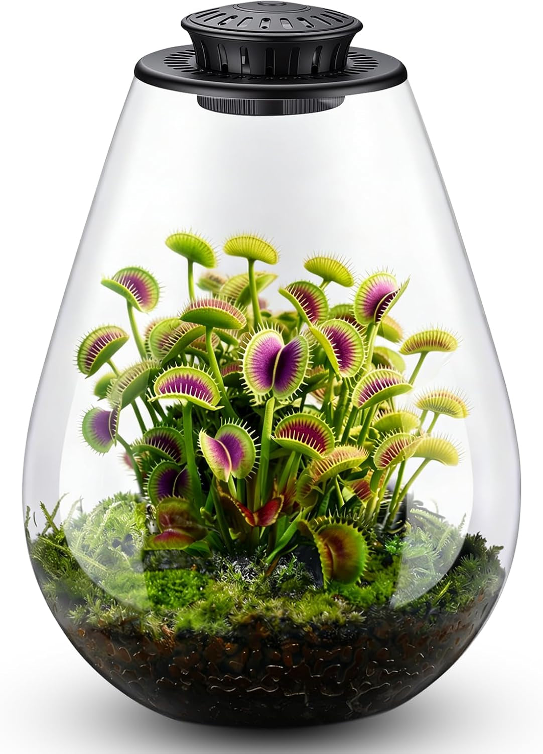 Glass Plant Terrarium with LED Grow Light, 7.8" Borosilicate Terrarium with Adjustable Ventilation & Timer, for Venus Fly Trap, Moss, Succulents, Mini Landscape, Desk Decor for Home Office