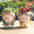 Samll Angel Girl Face Succulent Plant Pots 3Packs with Drainage Hole 4Inch Indoor Cactus Pot Unique Cute Flower Pot with Girl Face Container Planter