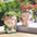 Samll Angel Girl Face Succulent Plant Pots 3Packs with Drainage Hole 4Inch Indoor Cactus Pot Unique Cute Flower Pot with Girl Face Container Planter