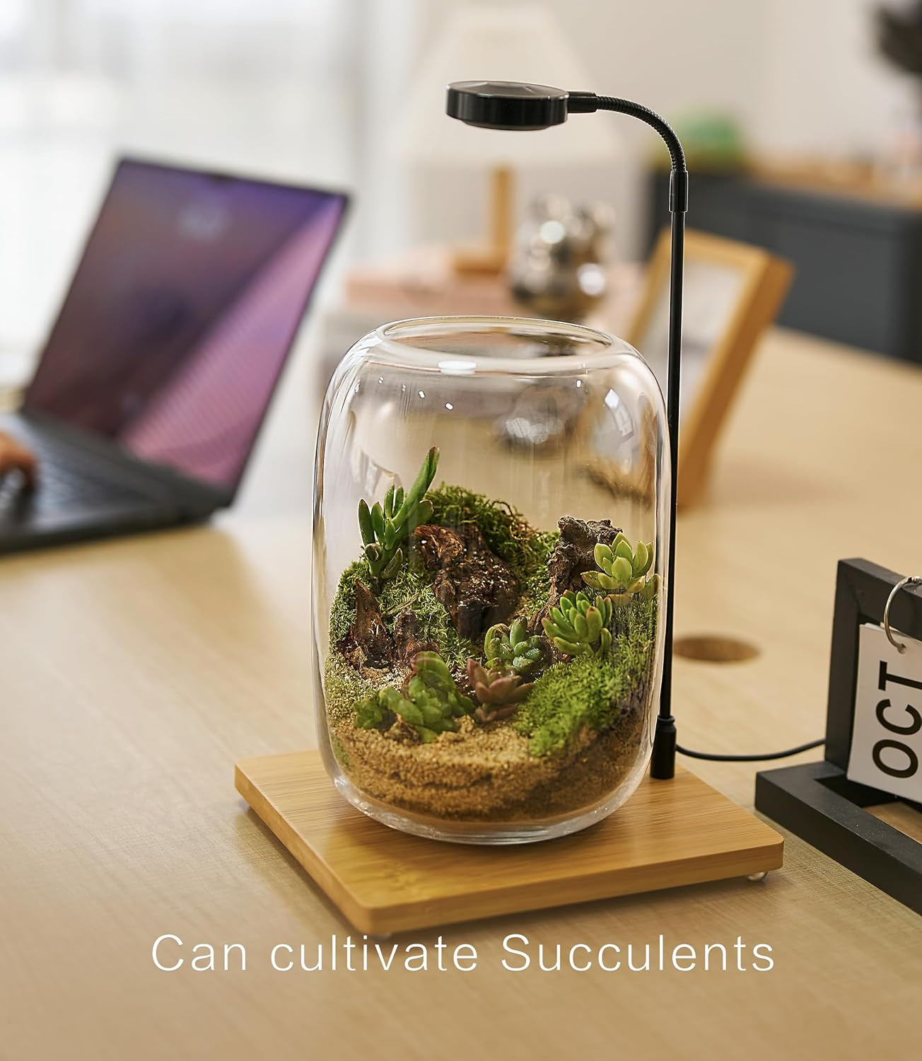 Terrarium Kit with Grow Light – 24-Piece DIY Glass Terrarium Set with Tools, Moss, Driftwood, Soil & Pebbles – Mini Gardening Kit for Air Plants, Succulents & Indoor Desk Decoration Gift