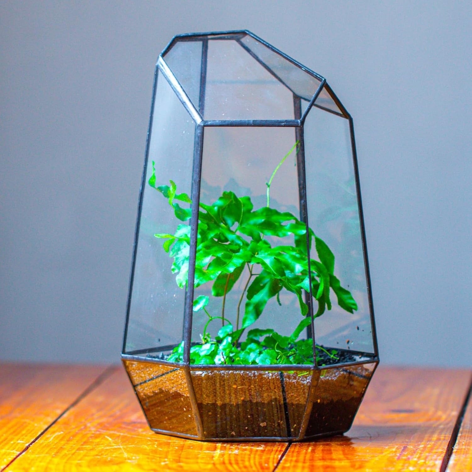 No Door Geometric Glass Terrarium Planter for Small Succulent, Small Cacti, Black Irregular Opened Terrarium Pot, Indoor Home Garden Office Tabletop Decor, 6.5" X 5.7" X 9.8" (No Plants)