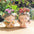 Samll Angel Girl Face Succulent Plant Pots 3Packs with Drainage Hole 4Inch Indoor Cactus Pot Unique Cute Flower Pot with Girl Face Container Planter